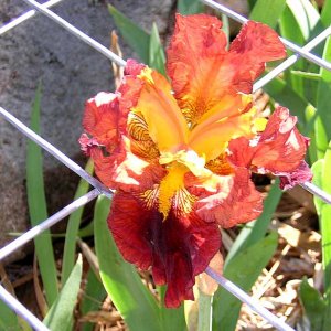 Iris-5-16-2004.jpg