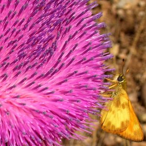 Thistle-Moth.jpg