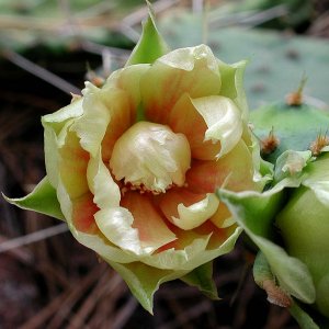 Prickly-Pear-Cactus.jpg