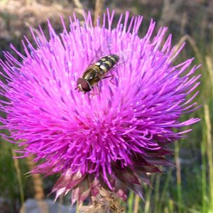 Bee-on-thistle.jpg