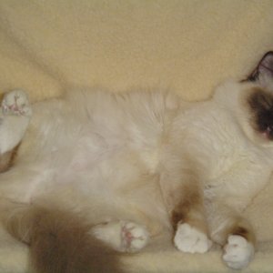 Image-9EE80B0ED73811D8.jpg