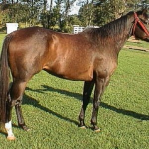 horse1.jpg