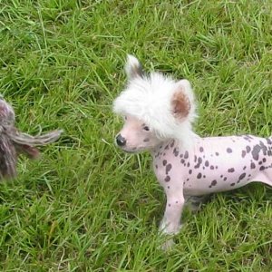 Sprig7.jpg