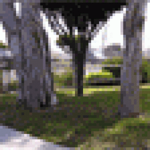 front-yard.gif