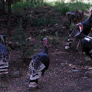 Turkeys.jpg