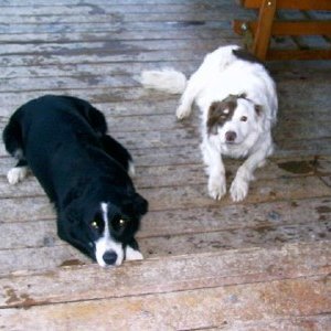 dogs.jpg