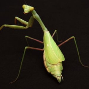 Mantis1.jpg