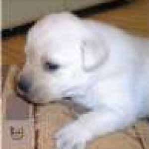 Lab puppy.jpg