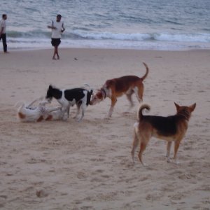 Dogs playing .jpg