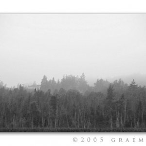 fogtrees.jpg