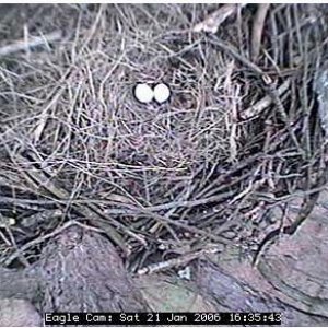 2eggs.jpg