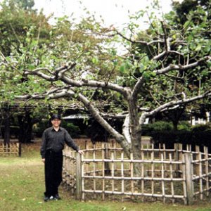 Newtons-Tree.jpg