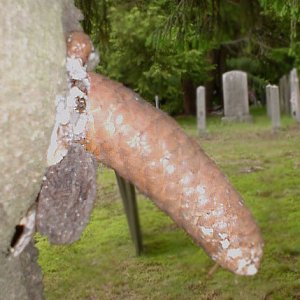 forestpenis.jpg