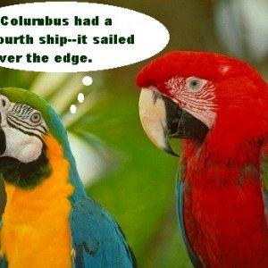 parrots.jpg