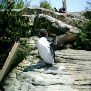Murre 20.jpg