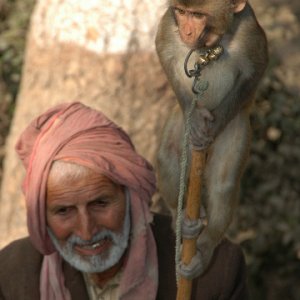 Monkey on Stick1.jpg