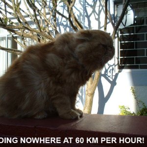 60km.jpg