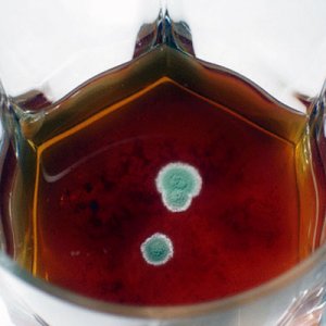 moldy-beer.jpg