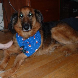 buddy.jpg