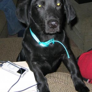 brisco.jpg