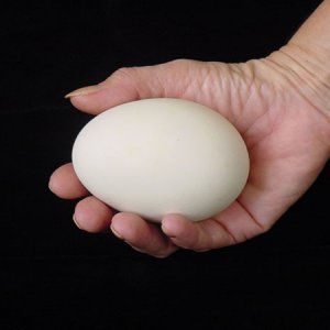 2-Hand-with-goose-egg.jpg