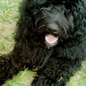 puppy in grass.jpg