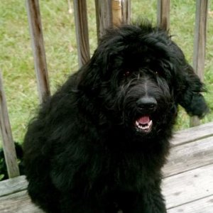 puppy on deck.jpg