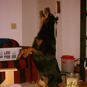 guinness jumps.jpg