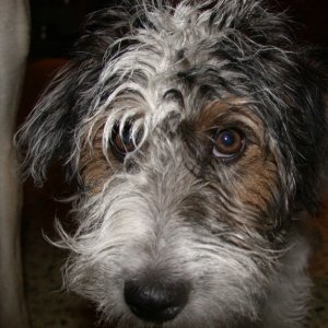hector close-up.jpg