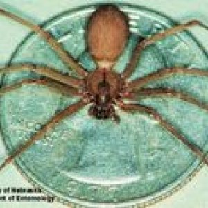 200px-Brown_recluse.jpg