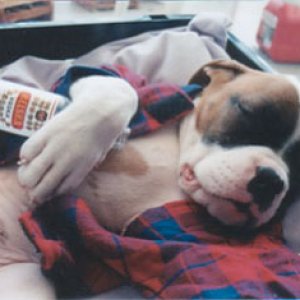 Shorty Puppy.jpg