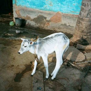 Cow.jpg