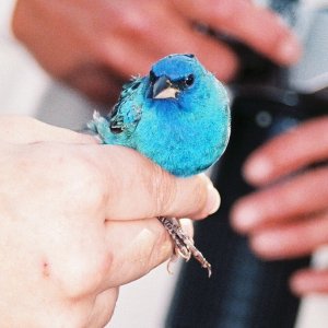 Indigo Bunting.jpg