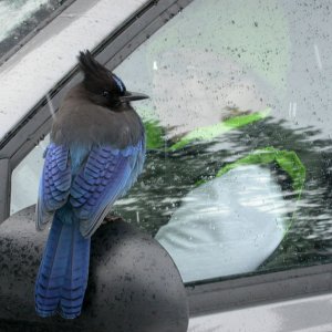 jay.jpg