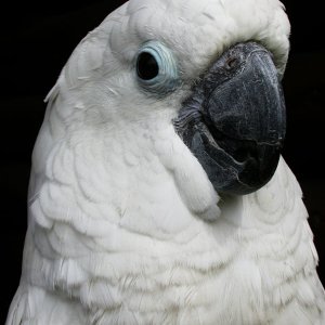 Colette_portrait.jpg