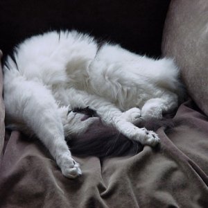 fuzzbutt.jpg