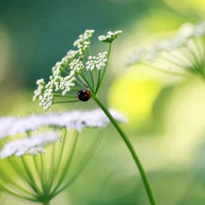 ladybug_4038.jpg
