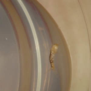 milkbug.jpg