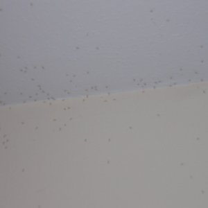 bugs.jpg
