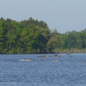 OARetreatGeese.jpg