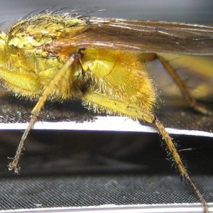 fly.jpg