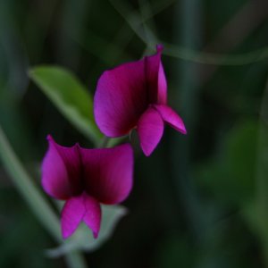 flowernz.jpg
