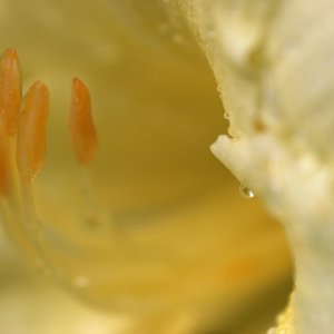 s_yellow_9203.jpg