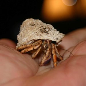 crab visitor.jpg