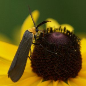 yellow-bug.jpg