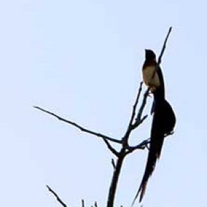 bird_cs(20D_20060619_0758).jpg