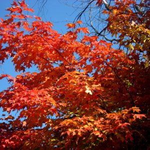 Fall06_01.jpg