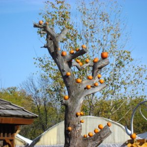 fall06_04.jpg