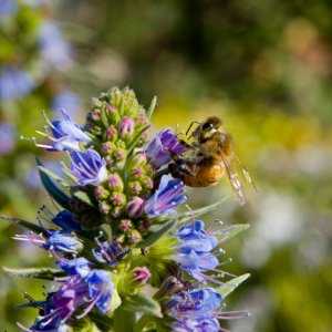 Another bee.jpg