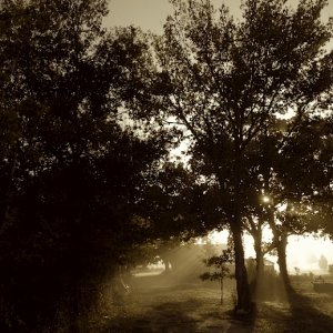 morning_fog.jpg